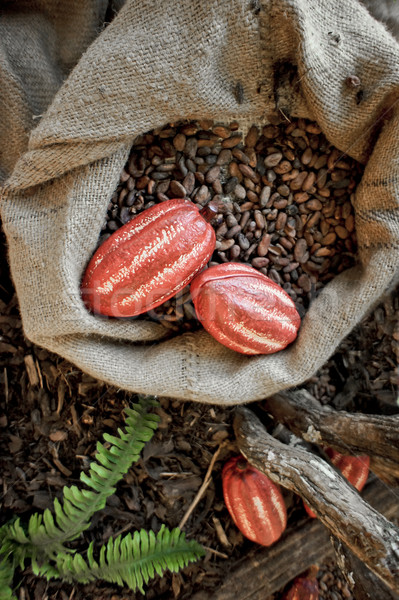 Cocoa Beans and Cocoa Fruits Stock photo © tepic