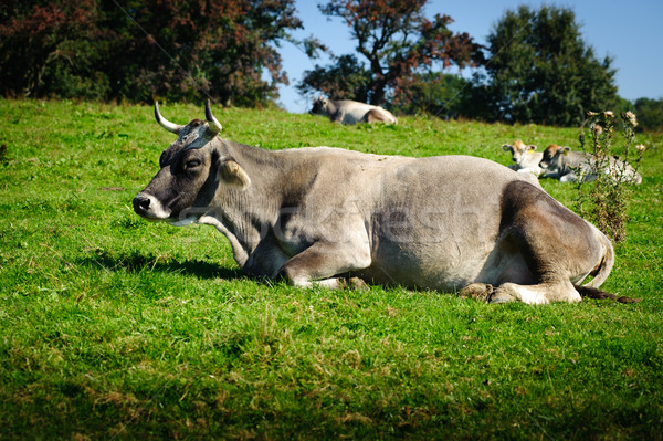 Swiss Cattle Resting Stock photo © tepic