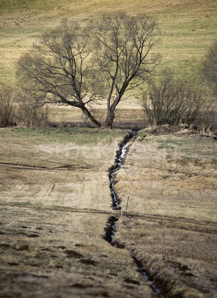 Streamlet at end of Winter Stock photo © tepic