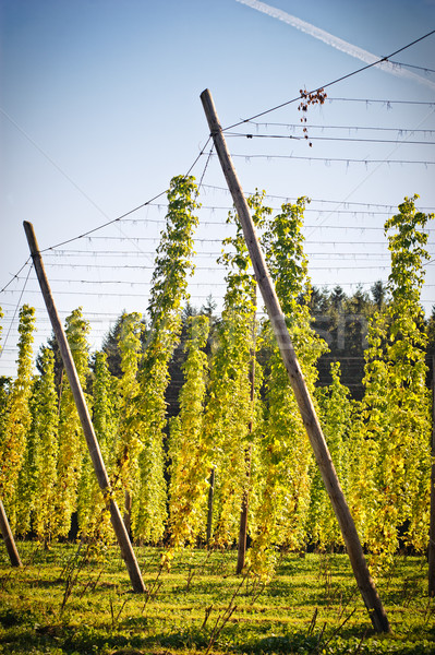 Hop Field in Autumn Stock photo © tepic