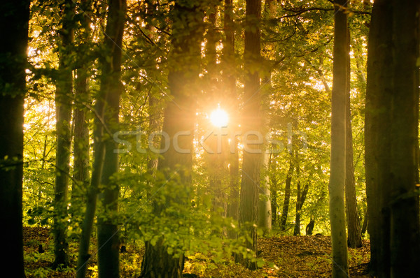 Forestales sol brillante árboles madera Foto stock © tepic