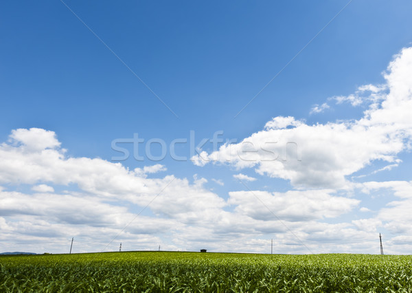 Power Line on a Field Stock photo © tepic