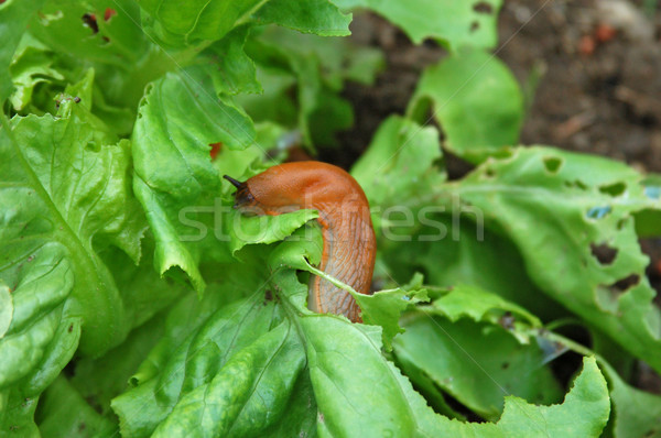 Snail destroy salad Stock photo © tepic