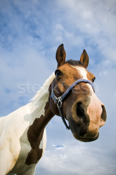 Hoofd kwartaal paard hemel wolken Stockfoto © tepic