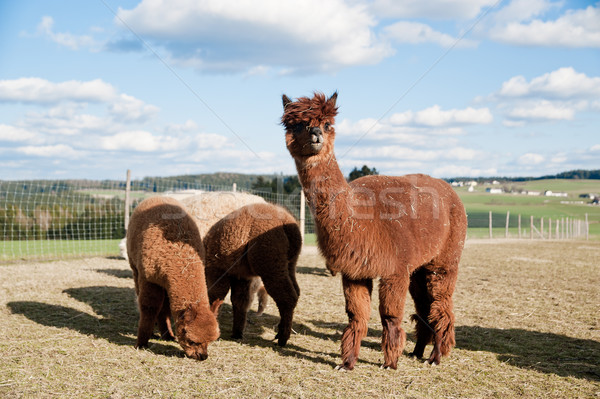 Brown Alpacas Stock photo © tepic