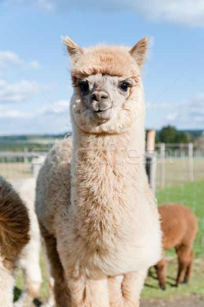 Fluffy young Alpaca Stock photo © tepic