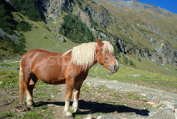 Hermosa caballo alpes primavera belleza rock Foto stock © tepic