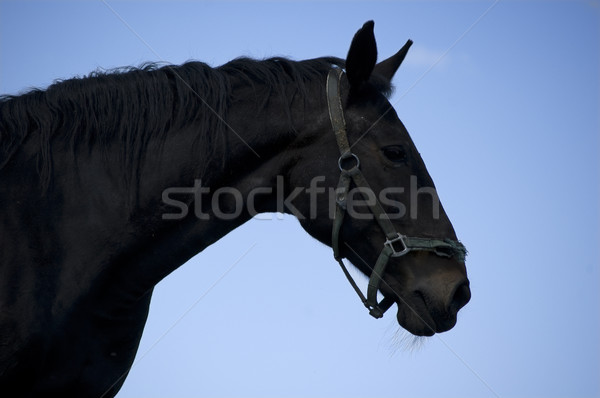 Negro belleza cabeza hermosa caballo cielo Foto stock © tepic