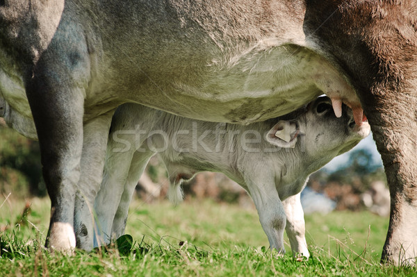 Foto d'archivio: Madre · mucca · alimentare · natura · campo · verde