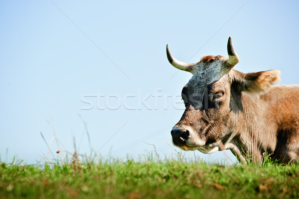 Resting Cow with Sky Stock photo © tepic