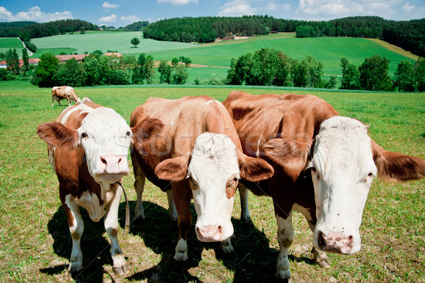 Three Cows Stock photo © tepic