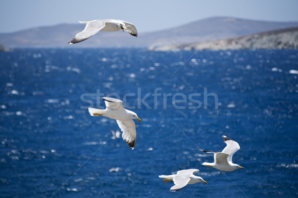 Seagulls in Greece Stock photo © tepic