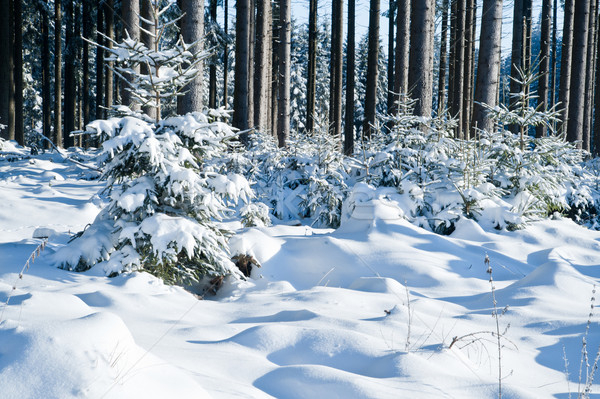 Winter Wonderforest Stock photo © tepic