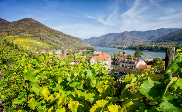 Vineyard in Lower Austria Stock photo © tepic
