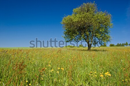 árbol pradera flores de primavera primavera forestales paisaje Foto stock © tepic