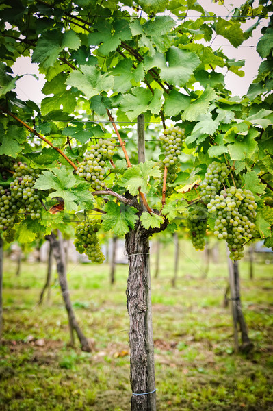 Stockfoto: Wijnstok · witte · druiven · verlagen · Oostenrijk · wijn