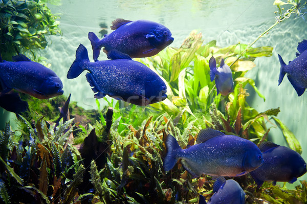 Piranha acvariu apă peşte verde albastru Imagine de stoc © tepic