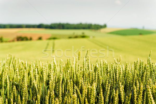 Stock foto: Kornfeld · Österreich · Frühling · Frühling · Essen · Landschaft