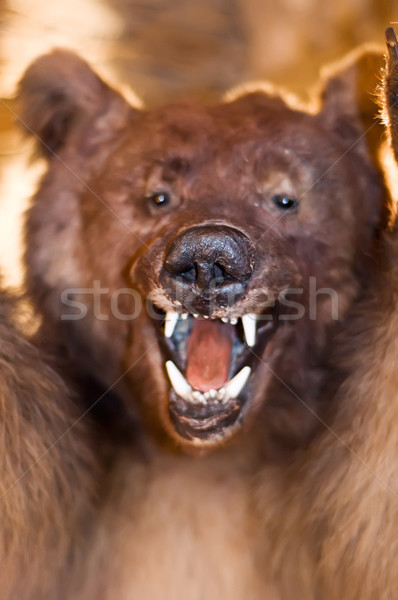 Medve előadás fogak töltött fókusz ormány Stock fotó © tepic