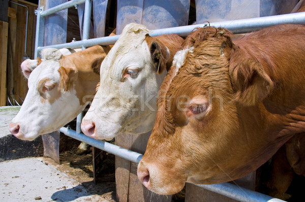 Bovine uite afara stabil trei vaci Imagine de stoc © tepic