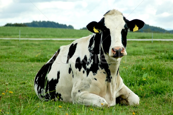 Resting Holstein Cow Stock photo © tepic