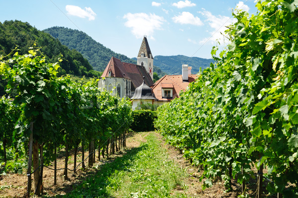 Церкви винограда филиала снизить Австрия небе Сток-фото © tepic