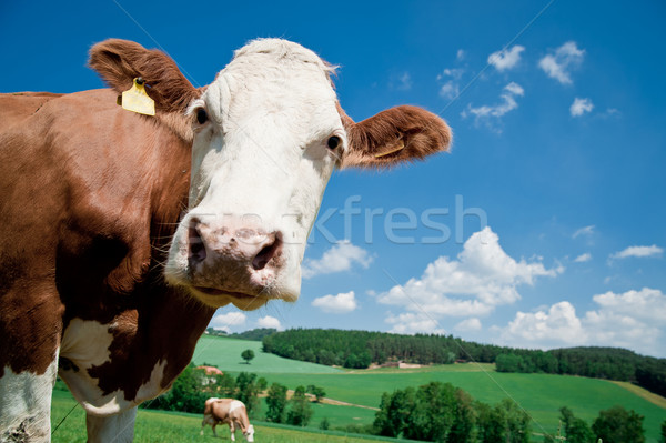 Krowy patrząc kamery wścibski niebo wiosną Zdjęcia stock © tepic