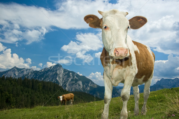 Austrian Cow in the Alps Stock photo © tepic
