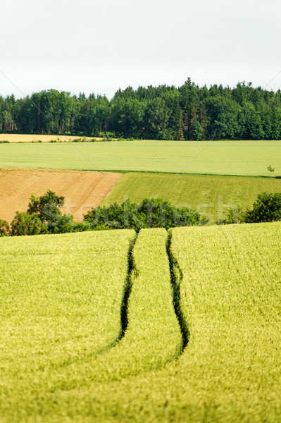 Tractor Track in a Corn Field Stock photo © tepic