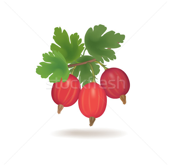 Stock photo: Gooseberries with leaves isolated. Goose berry branch.