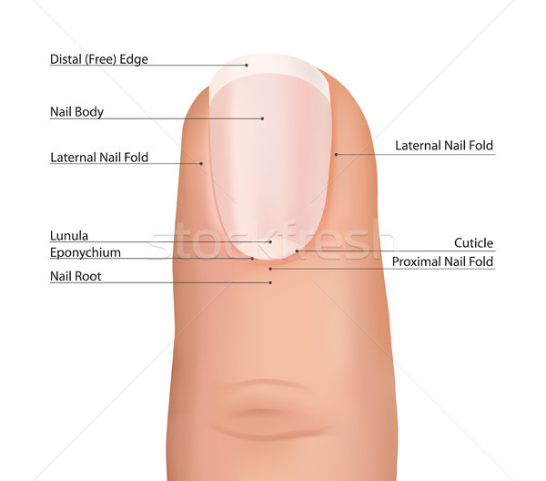 Stock photo: Nail finger anatomy. Fingernail vector.
