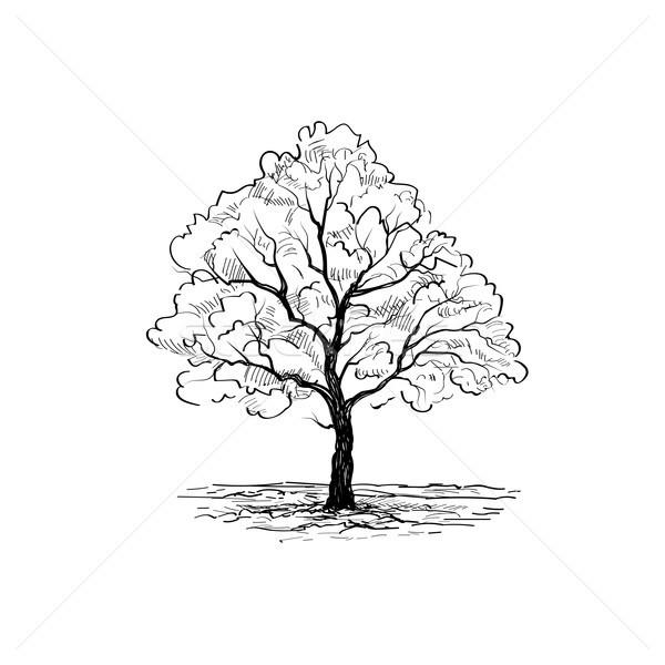 Stock photo: Tree with leaves. Summer nature sign Floral forest icon