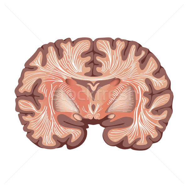 Brain anatomy showing basal ganglia and thalamic nuclei isolated. Stock photo © Terriana