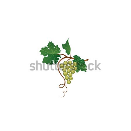 Stock photo: Grape bunch. Floral sign. Garden wine background
