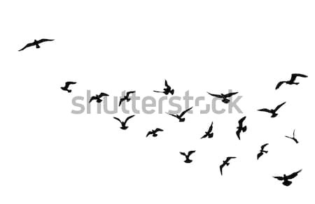 Bird flock flying over blue sky background. Animal wildlife. Stock photo © Terriana