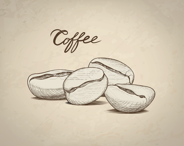 Coffee beans sketch. Drink coffee banner. Line art food label il Stock photo © Terriana
