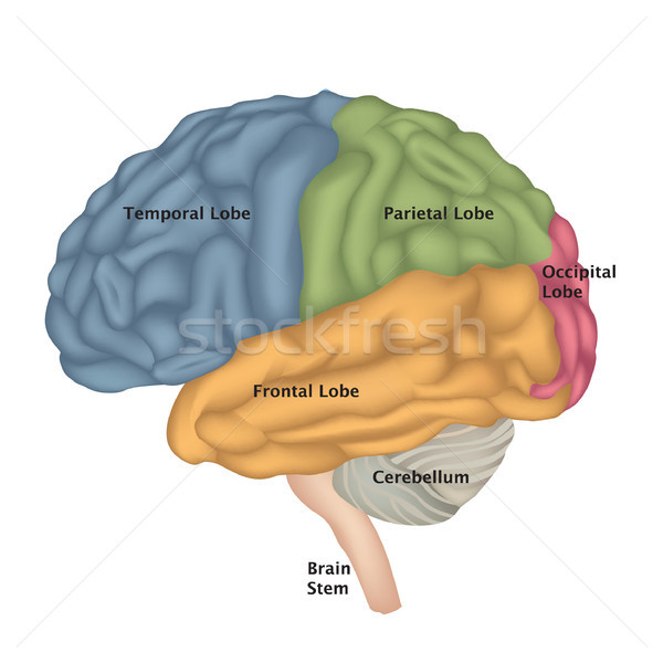 Creierul uman izolat creier vedere anatomie ilustrare Imagine de stoc © Terriana