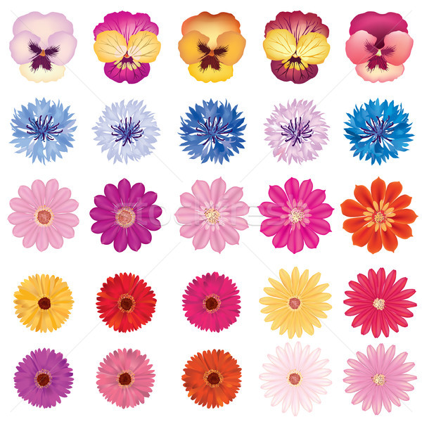 Floral bloom set. Different summer flower background. Flourish garden design elements Stock photo © Terriana