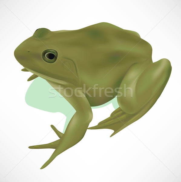 Realistic Frog Stock photo © TheModernCanvas