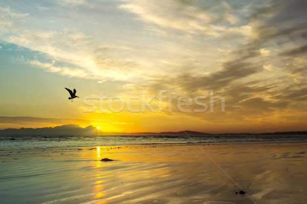 Beach sunset with sea gull silhouette, Western Cape, South Africa Stock photo © TheModernCanvas