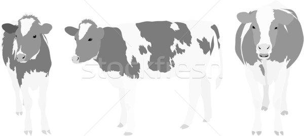 Tres vacas vector establecer blanco negro granja Foto stock © Theohrm