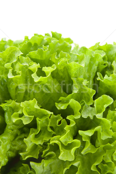 Vert laitue salade alimentaire feuille agriculture [[stock_photo]] © TheProphet