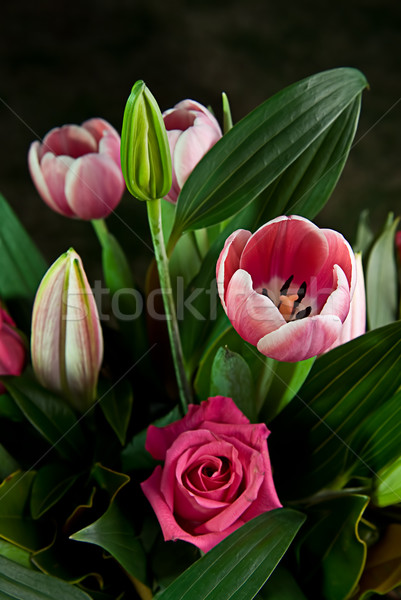 Kwiaty zielone liście tulipany róż kwiat Zdjęcia stock © thisboy