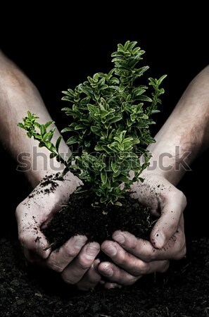 Holding a Tree Stock photo © thisboy