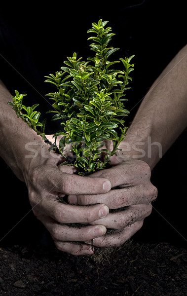 Holding a Tree Stock photo © thisboy