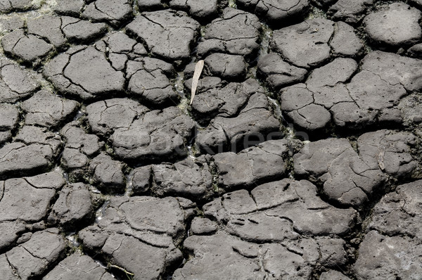 Dry Cracked Earth Stock photo © thisboy
