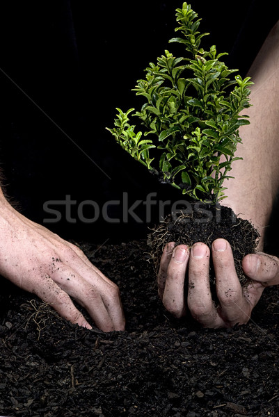 Holding a Tree Stock photo © thisboy