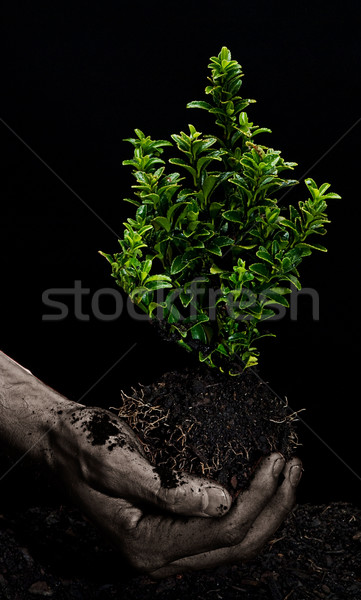 Copac mână masculin mâini mic Imagine de stoc © thisboy