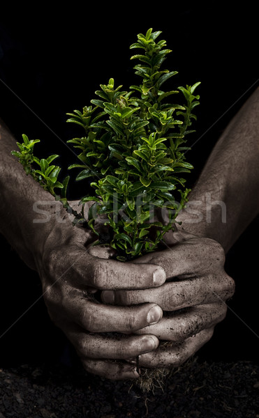 Fa férfi kezek tart kicsi kéz Stock fotó © thisboy