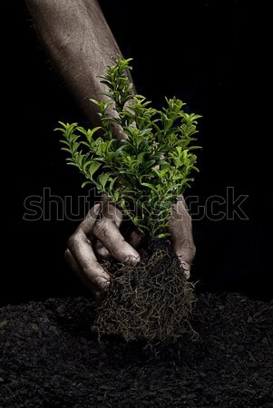 Holding a Tree Stock photo © thisboy